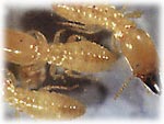 Termites - Var - Fréjus